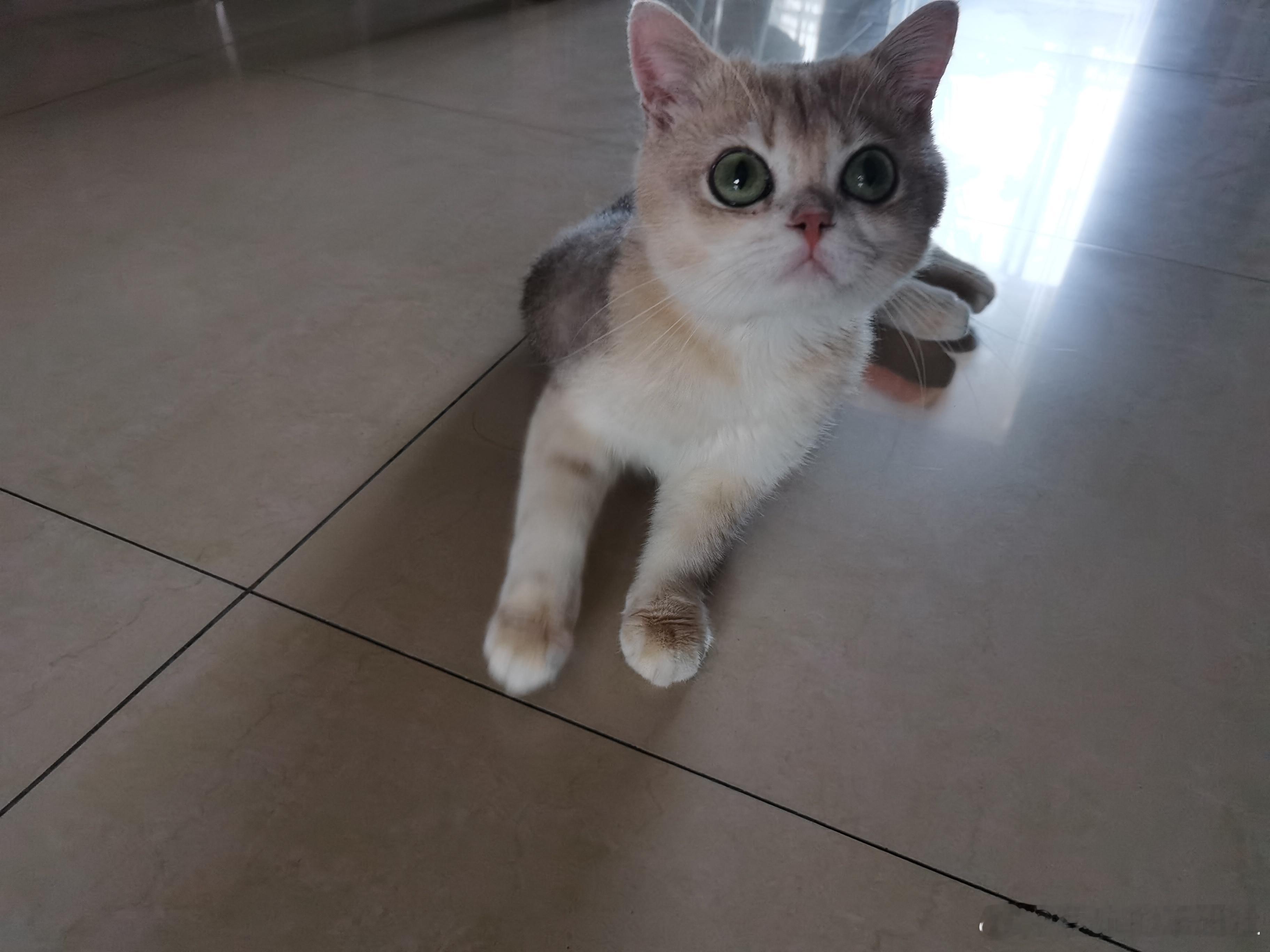 又是一只可爱的小猫咪！毫无偷感生活手记  ​​​