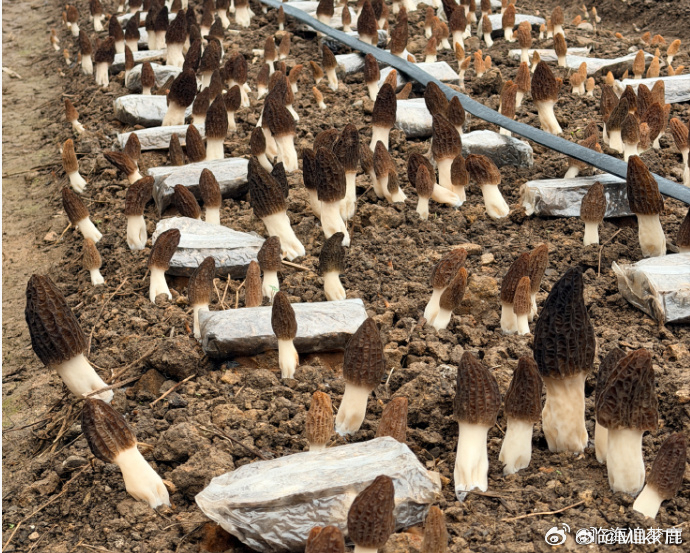 临海一地多收解锁农业新丰收 羊肚菌首次试种就迎来大丰收！肥厚鲜美、供不应求，菌芝
