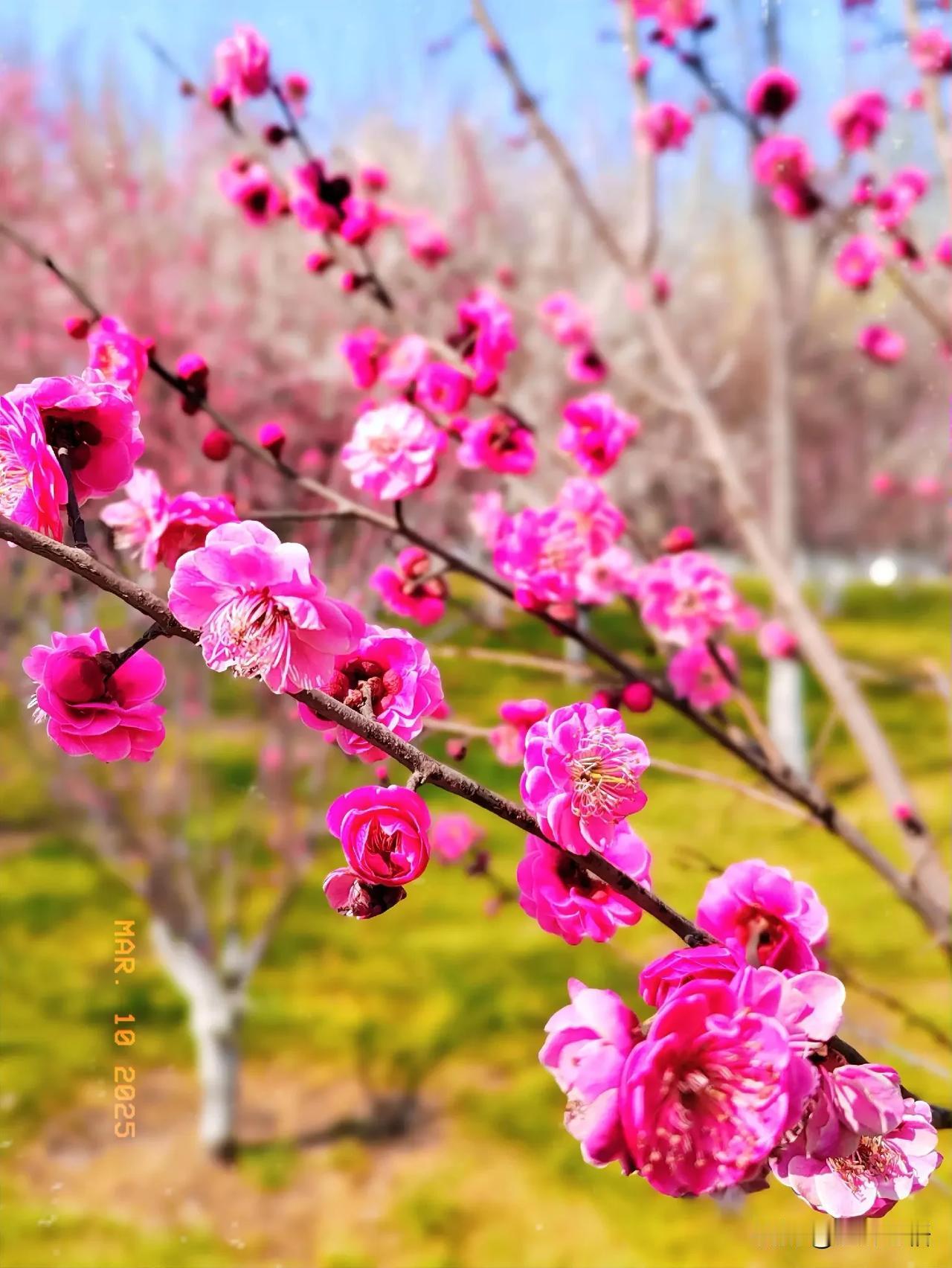 粉蕊映晴光，花间春意浓。