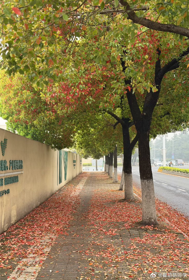 环卫工应该最不喜欢这个季节的樟树吧，先疯狂落果，再疯狂落叶。 南京