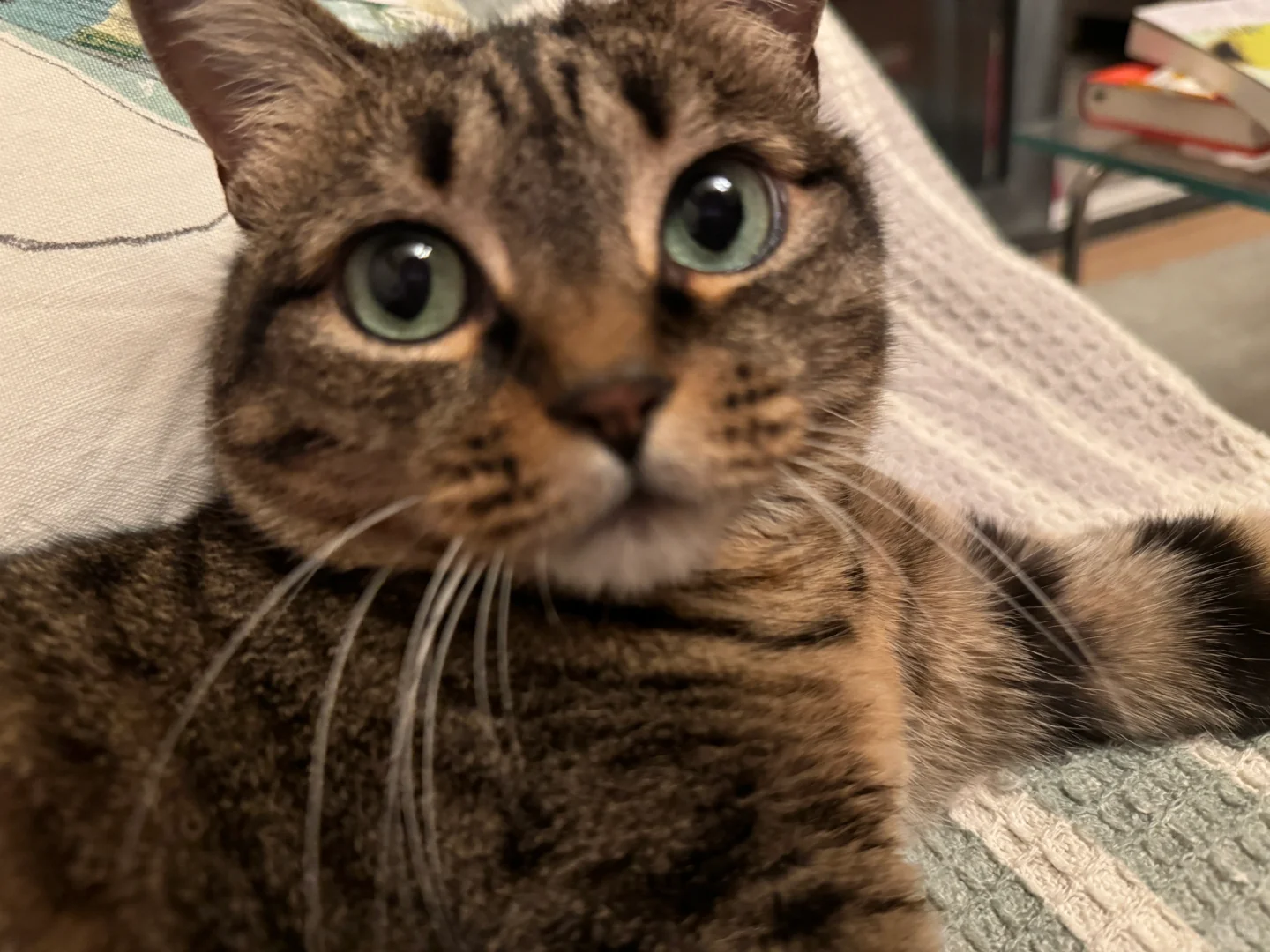 狸花猫｜魔镜魔镜，我是不是世上最漂亮的小猫