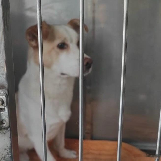 还是上次的小狗🐕“路边”还没有找到领养人 1岁小男孩22斤救助的大哥现在去看他