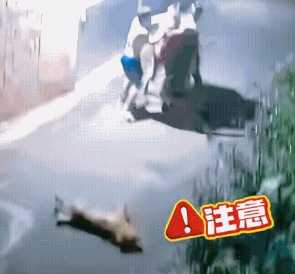 两个男子半夜偷狗被主人家发现，主人冲上前一把将后座男子拽下并迅速报警，抓住一个，
