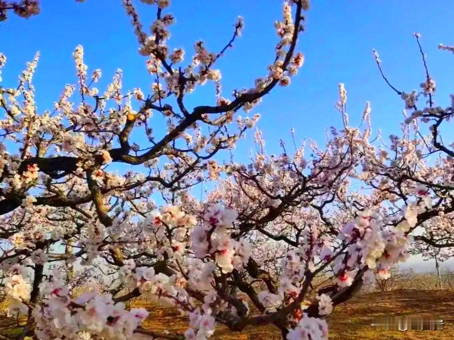 赏千亩杏花，还不要门票！礼泉山底村杏花本周即将迎来怒放，有时间的话安排上吧。礼泉