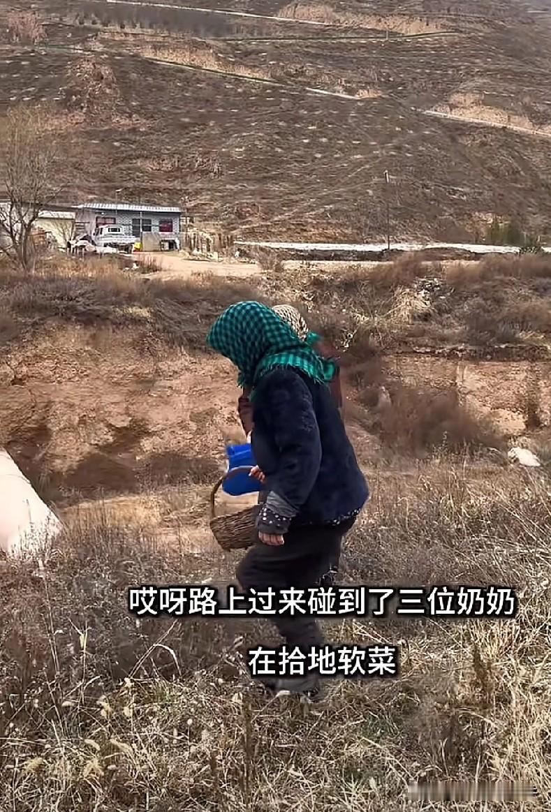 嘿嘿，拾地软，回家洗干净炒酸菜吃散饭！啊，想想都好香[呲牙]
​我们甘肃那的人，