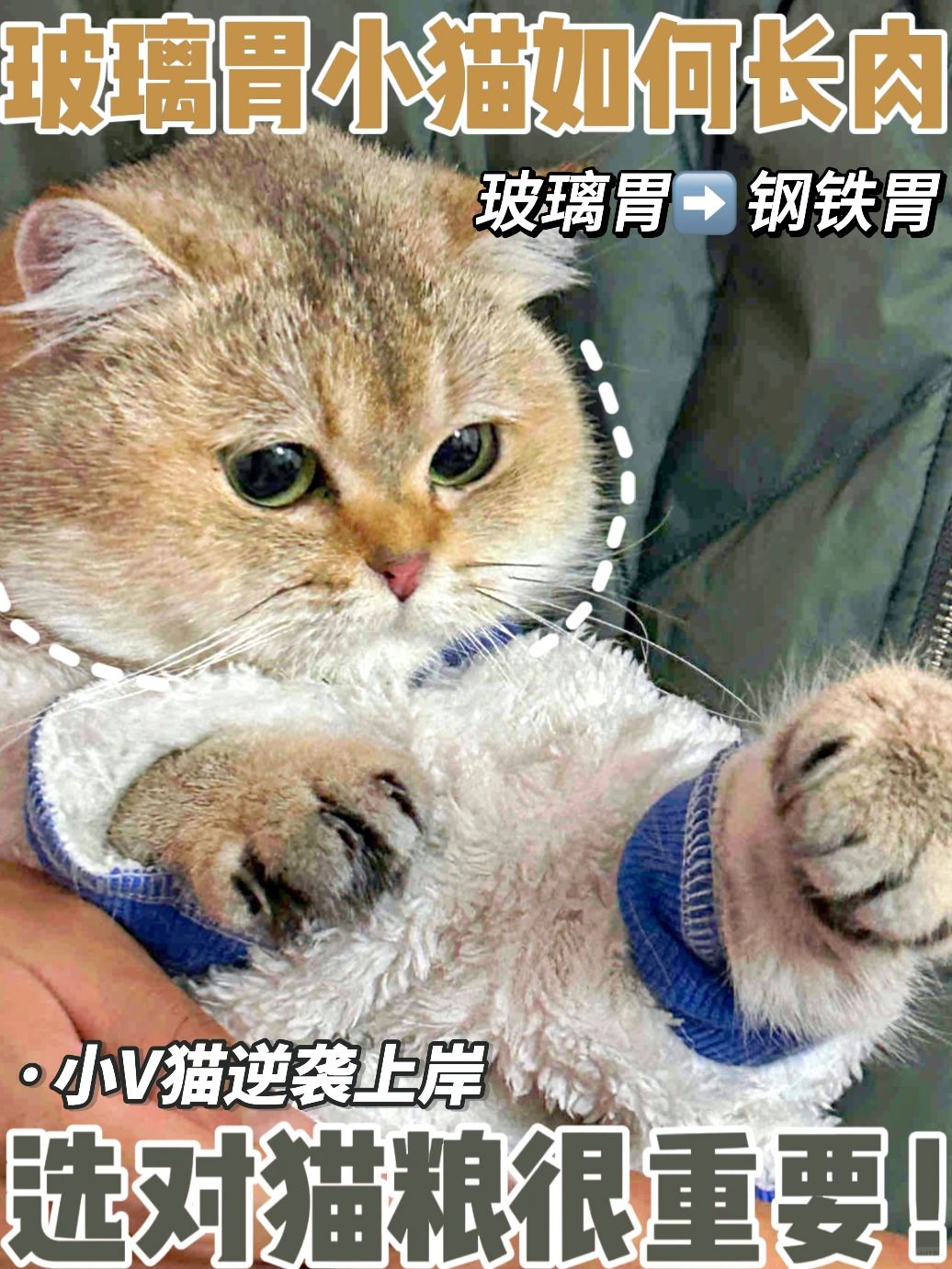 玻璃胃猫猫如何轻松长肉？选对猫粮很重要！