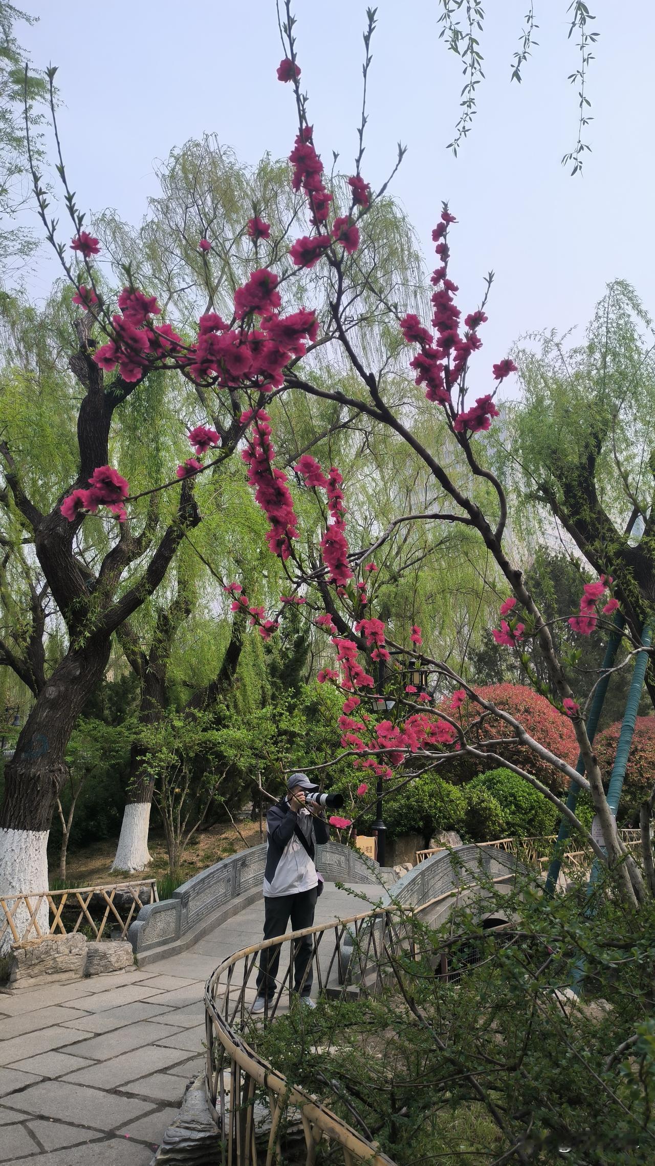 游济南五龙潭公园(二)
济南五龙潭公园，宛如一幅浑然天成的山水画。

踏入公园，