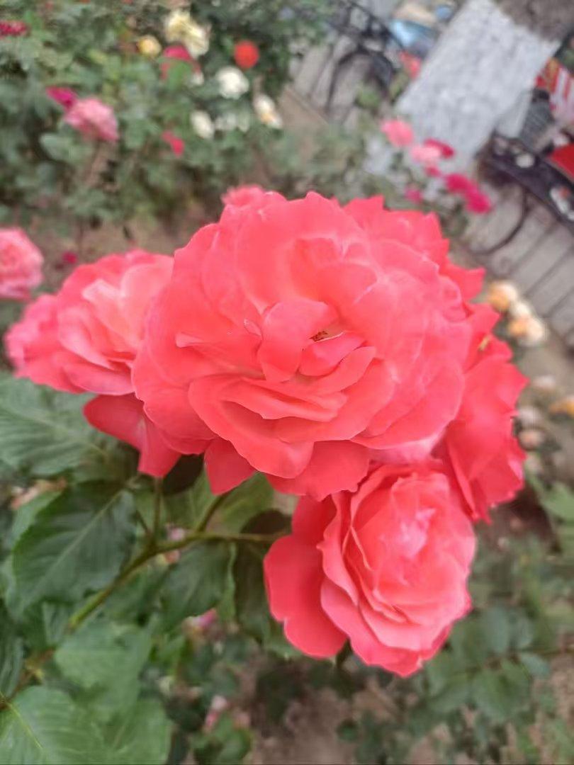 发一张你相册最近拍的花公园拍的月季花漂亮吧！