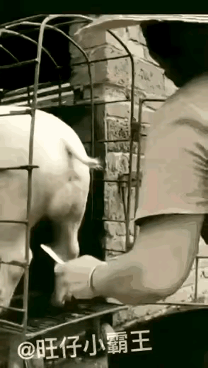 猪的痛苦永远来源于人。不能主宰自己的命运就只能任人摆布。