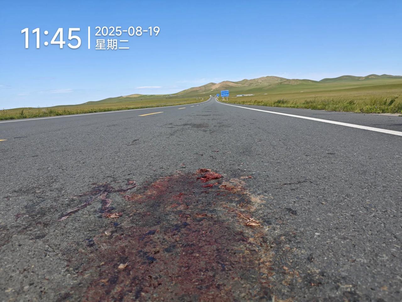 一只小可爱，应该不是兔子，耳朵比较短，惨死人类车轮之下……
这片土地不仅仅属于人