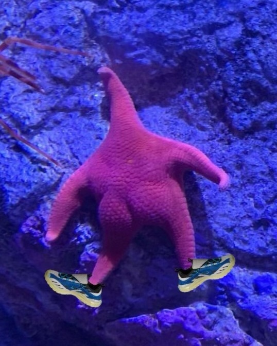 Pharrell Williams 带给adidas 的冲浪鞋Virginia 