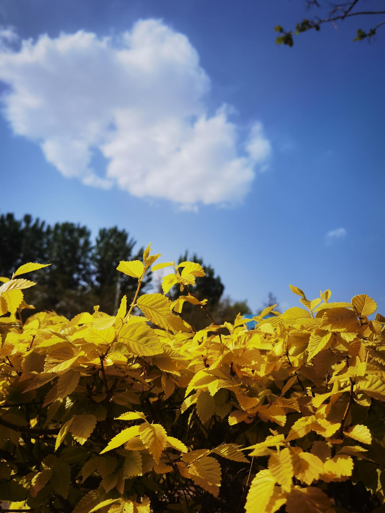 天上一堆云
地上一堆叶
蓝天白云配
绿色黄色搭
风景确实美
赶快拍一张