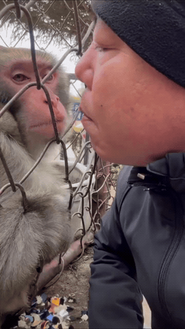 跟猴子面对面深情对视，下一秒被它伸舌偷袭破防
 
大叔隔着铁丝网凑上前，打算和笼