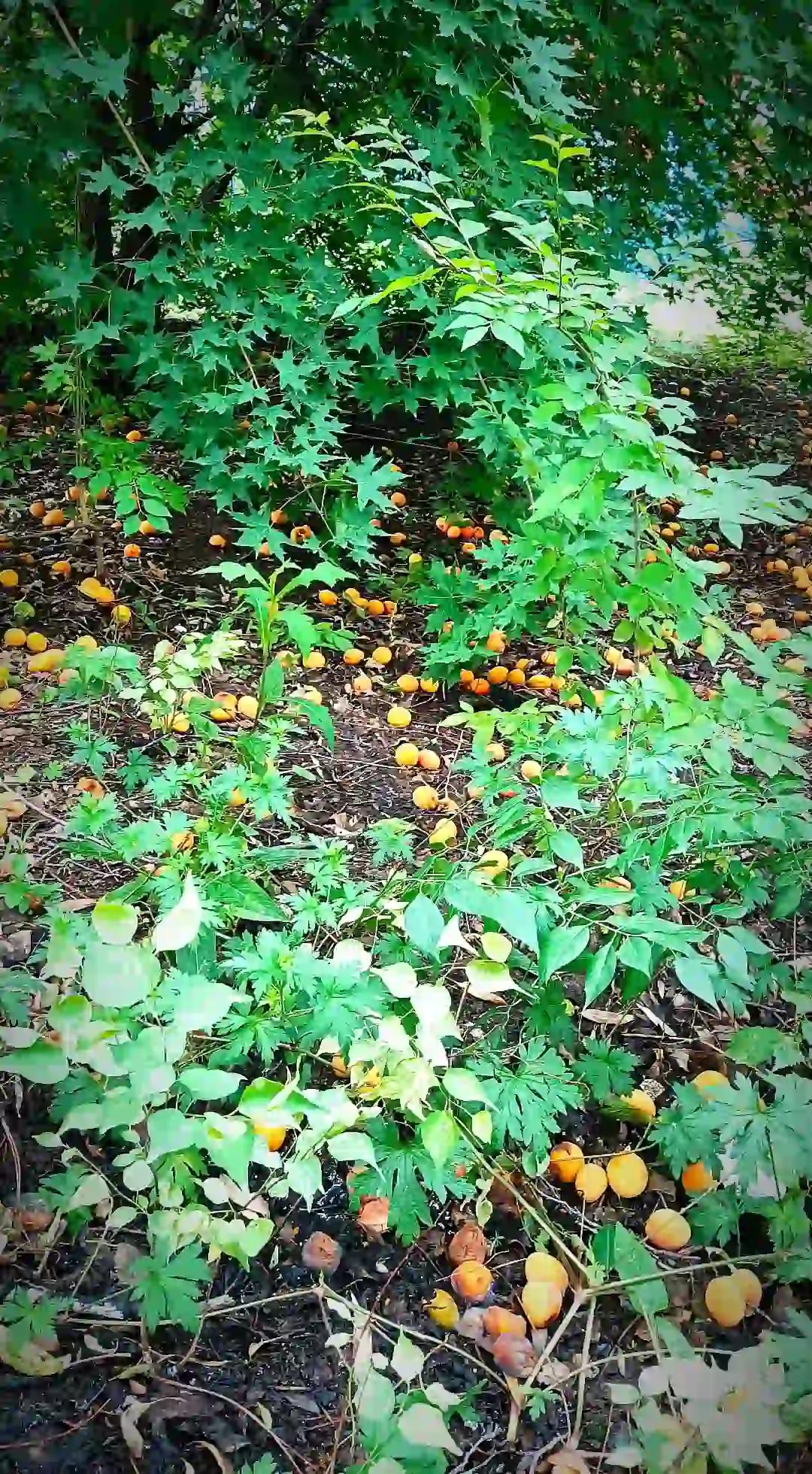 我们长春市到处都是果树。樱桃、李子、杏、海棠……都有。到果子熟了的时候，掉的满地