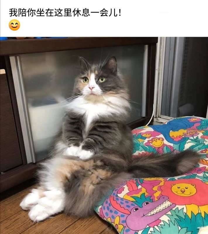 猫好 