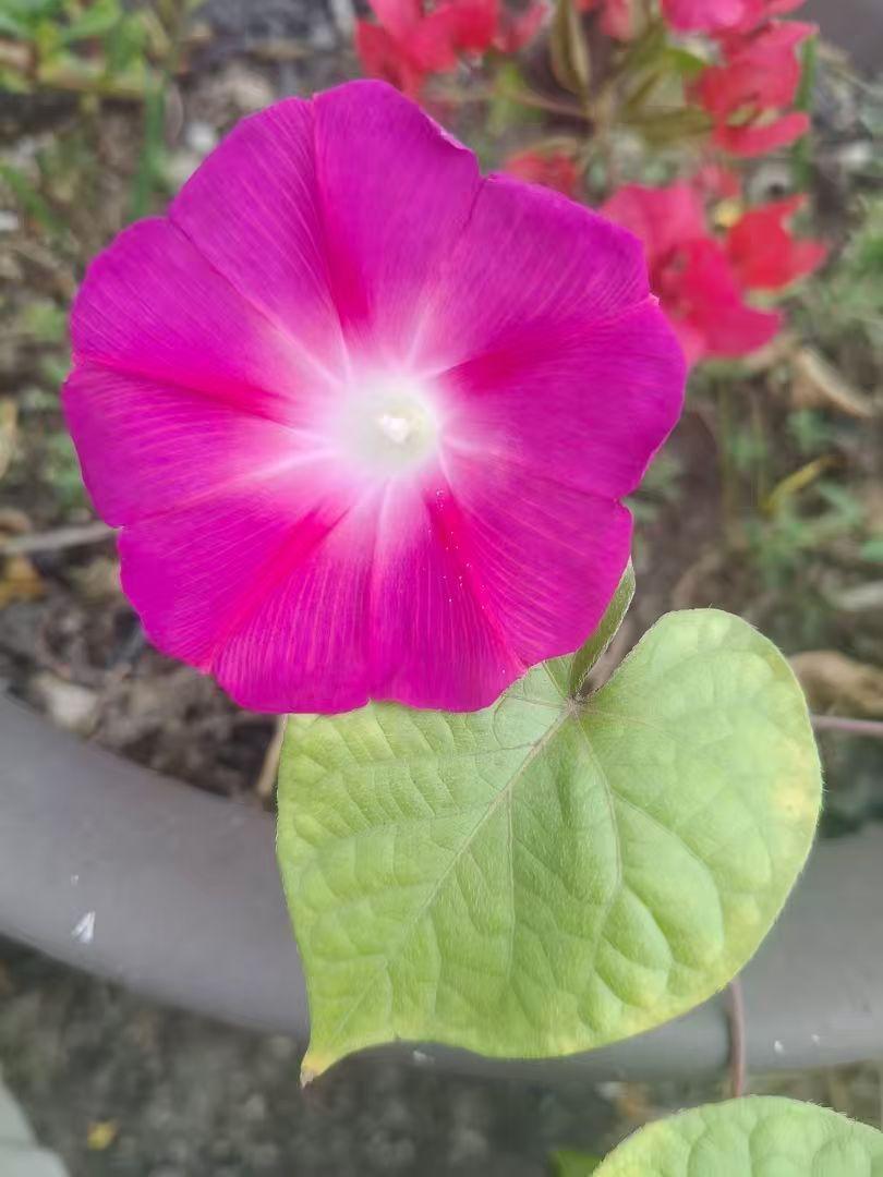 我今年50岁了，到了领退休金的年龄，却不得不继续工作，因为退休金维持不了基本生活