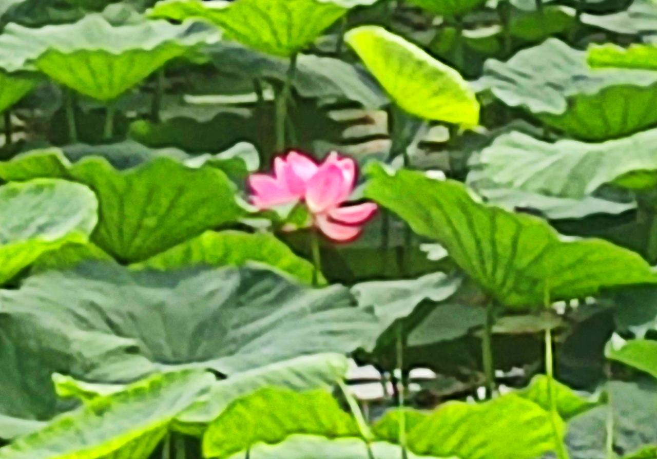 仙子湖的夏日荷花
   沈阳新民仙子湖，有近5000亩的野生荷塘，夏日时节，荷花