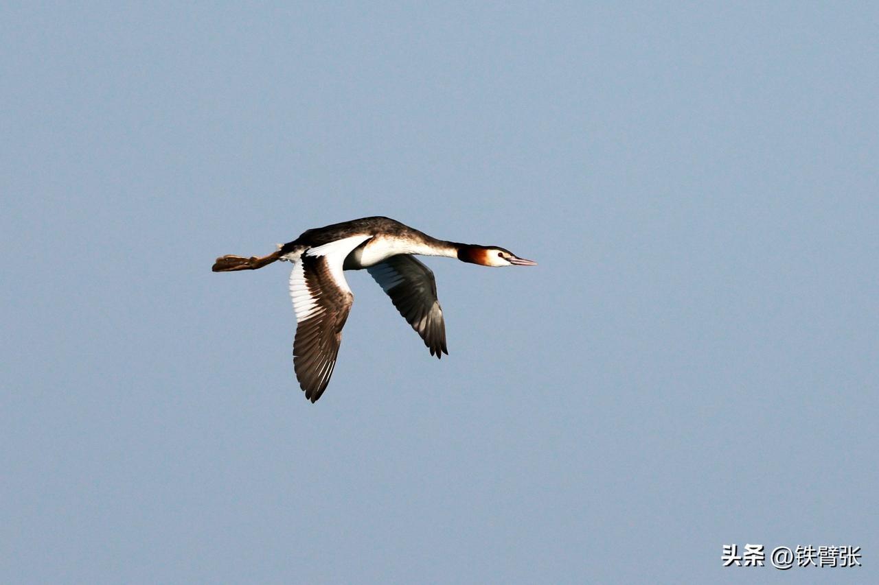 一只凤头鸊鷉在颐和园昆明湖上方飞过