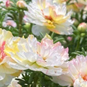 每日一善阳光信用✨每日一善人生路上，风景旖旎，我们不仅要学会欣赏眼前的风景，更要