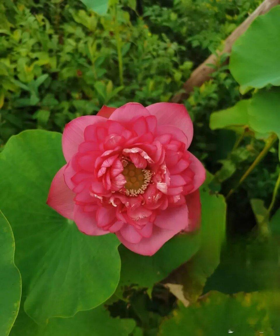 手机壁纸[超话]阅尽人间烟火，依旧温和自持。见过世态炎凉，却不把凉薄写在脸上，这