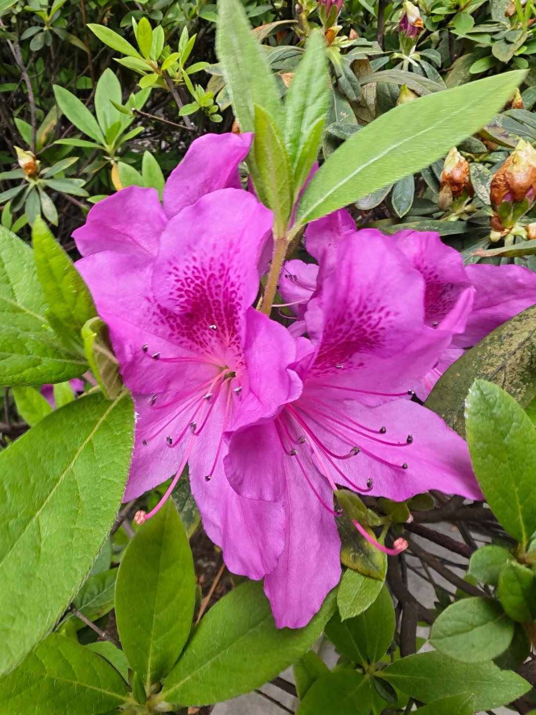 杜鹃花开了。每天早起打卡