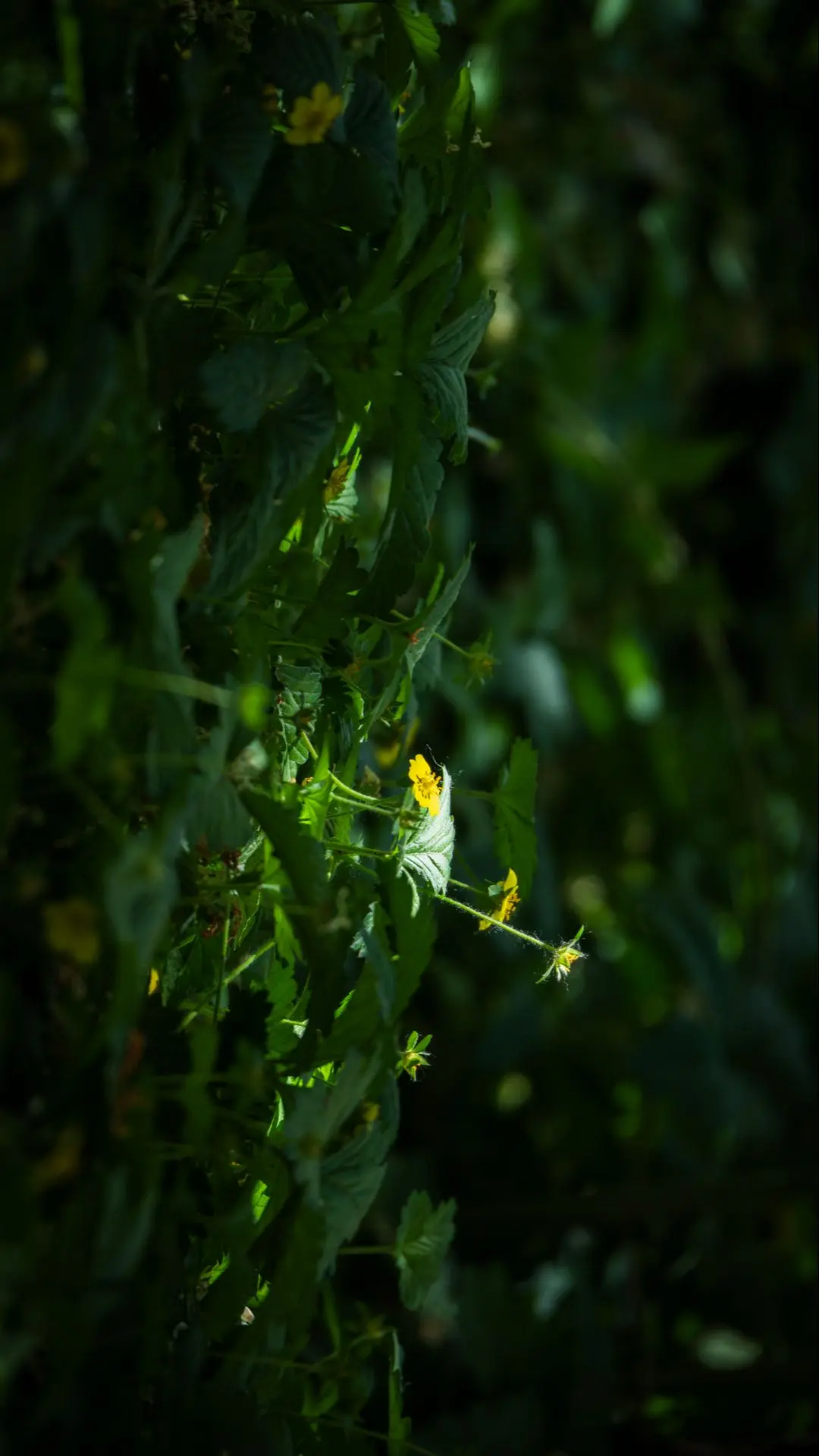 inmyfeeling 绿色 摄影