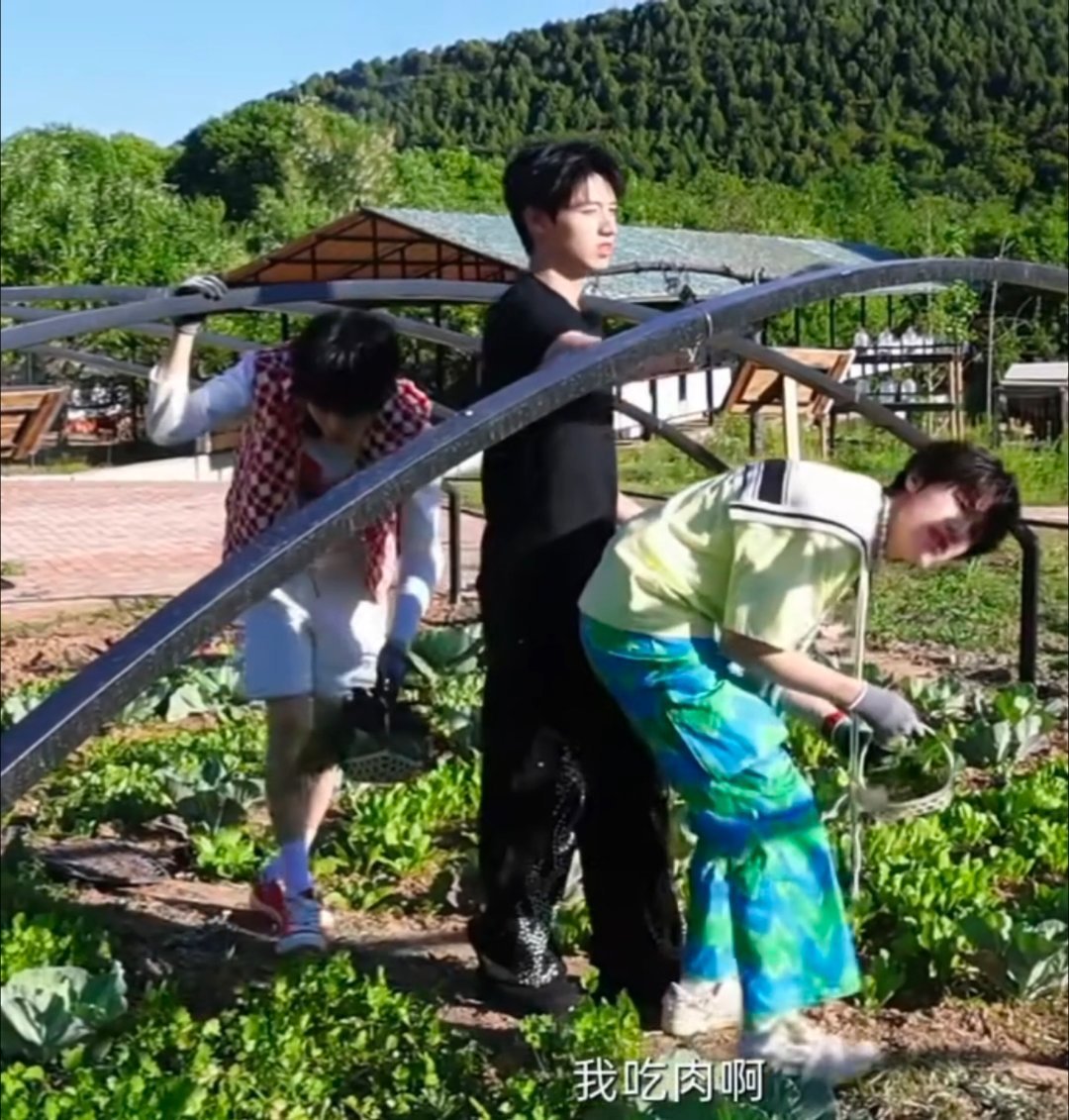 老师以后拔菜的活动我孩子就不参与了，我孩子爱吃肉想吃肉喜欢吃肉以后他们拔菜我孩子