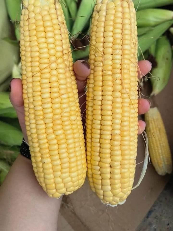 7月底的时候，家庭主妇们和宝妈们最该做的一件事情，就是买上几十根玉米棒，把外面的