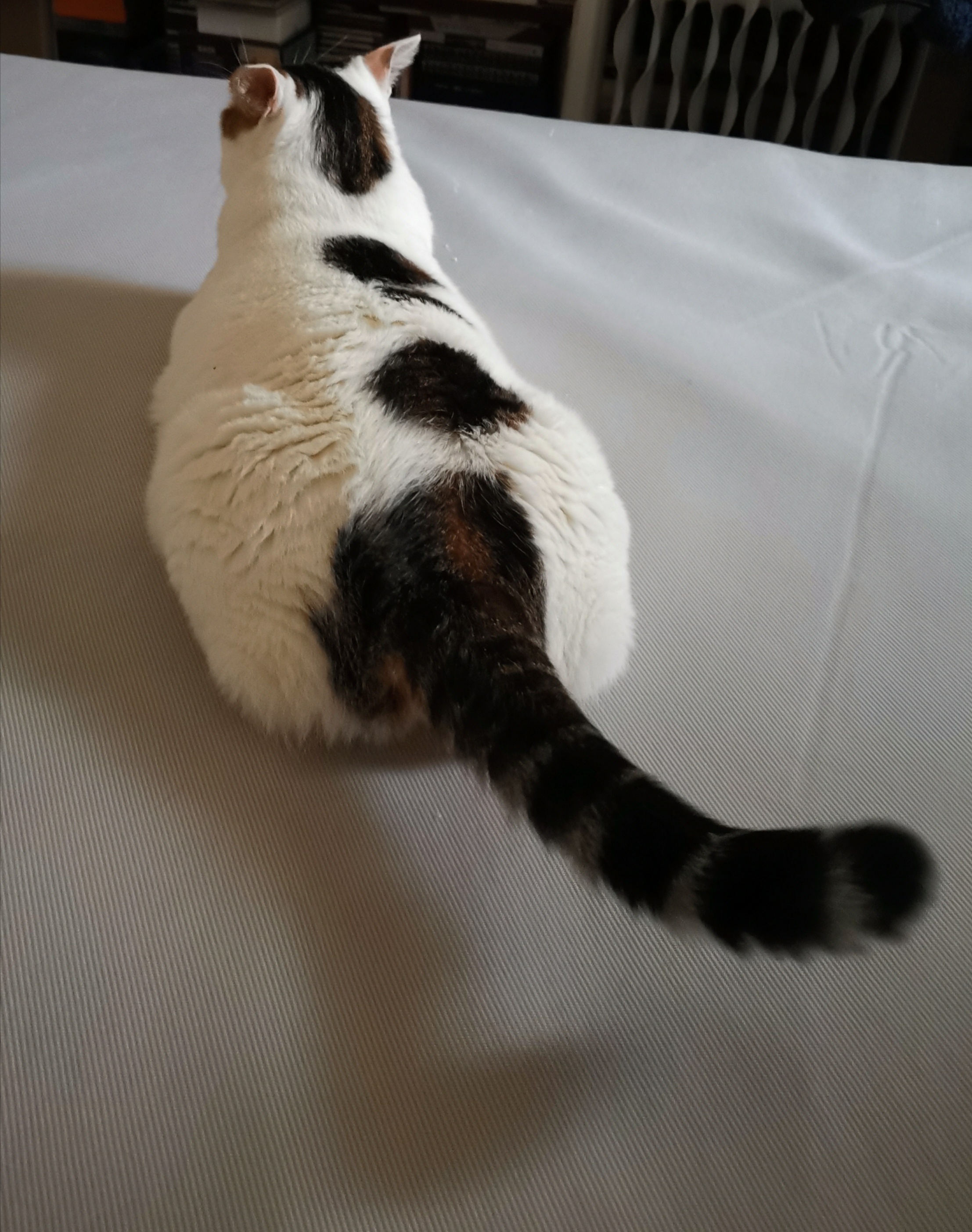 猫宁。昨日事忙，猫宁暂停。今日多帅强弟，各自秀尾巴。一日二猫，洋猫中猫，昨日今日