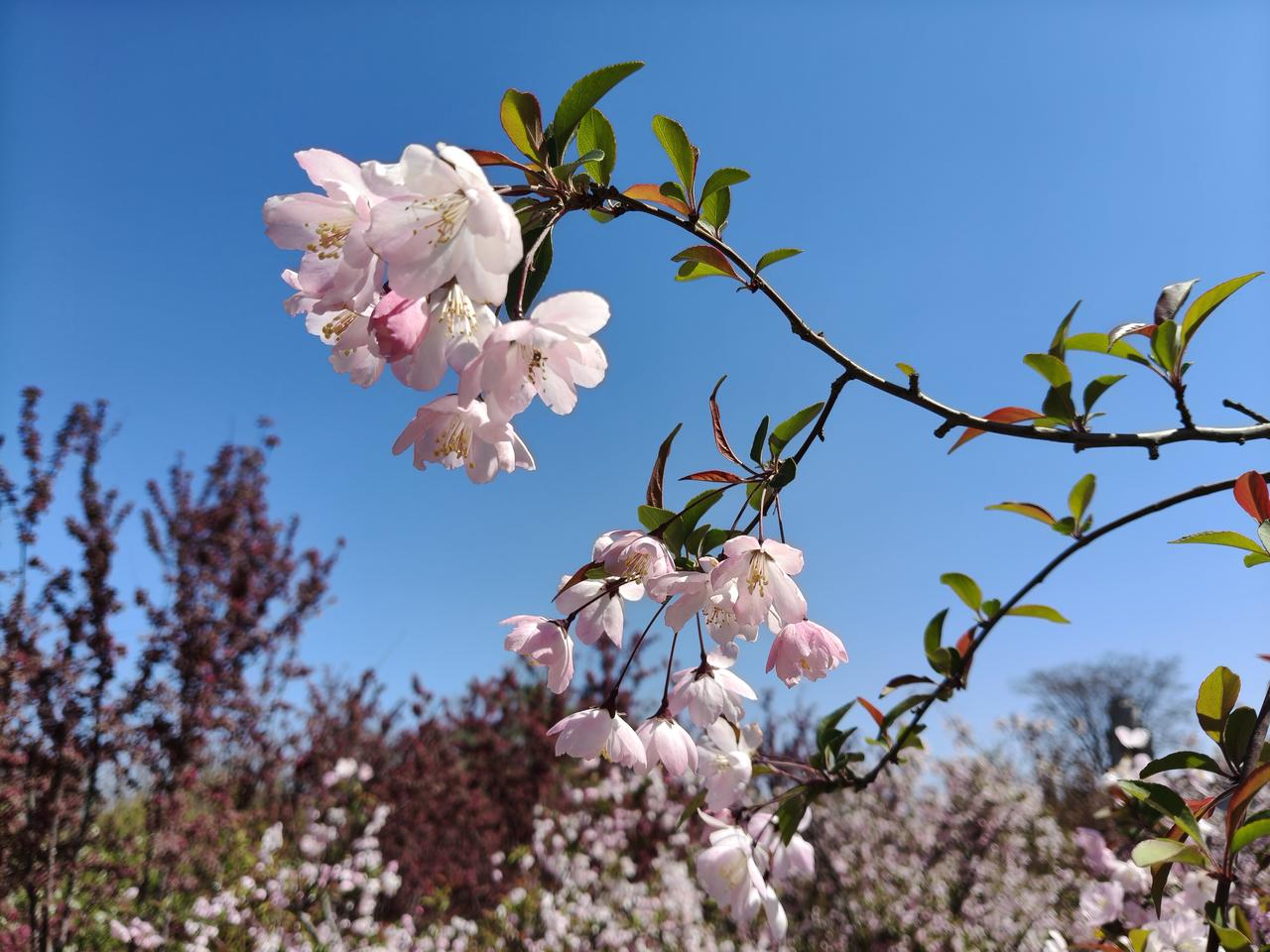 知否知否，只道海棠依旧！
广安路附近的海棠园依然盛开，中午，抽空进园逛了一圈，金