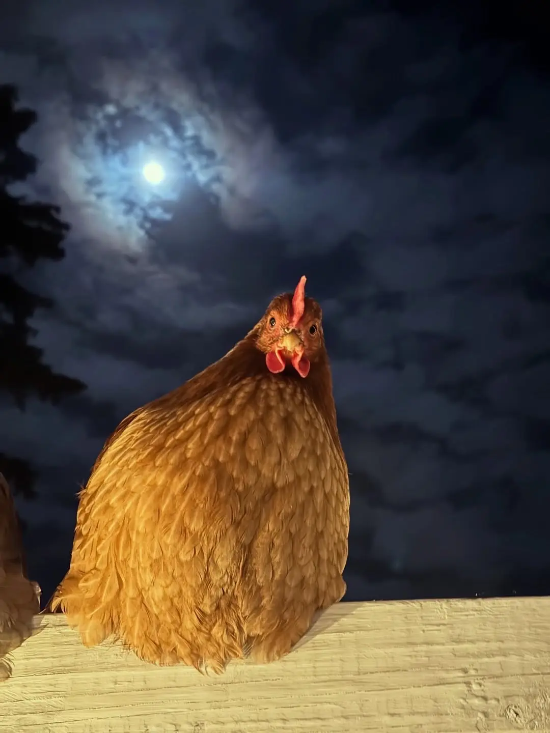 晚安，母鸡妈妈。