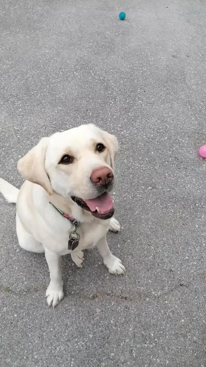 看到有网友分享芬迪在基地过得不错，真为它感到高兴。该网友跟基地工作人员说能不能别