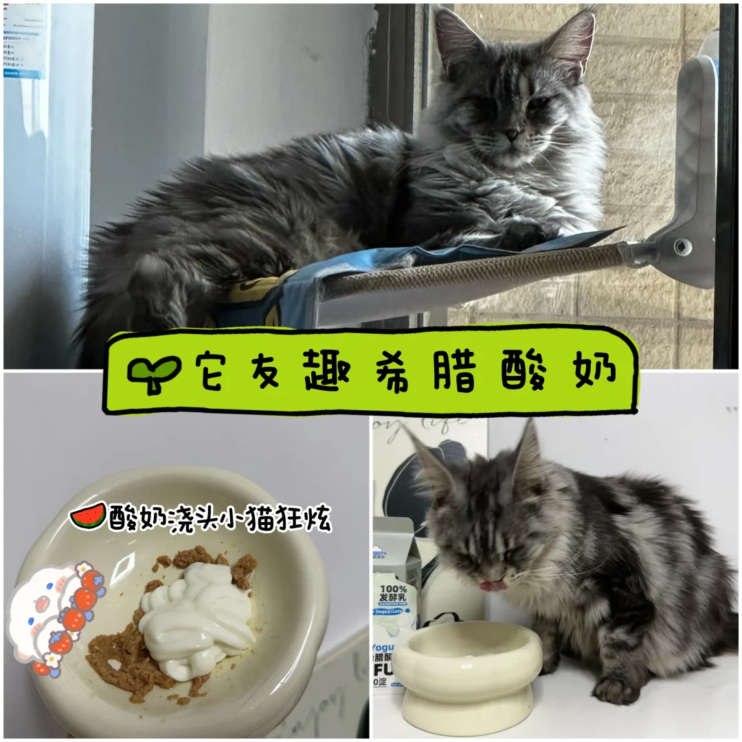 终于有小猫咪吃的希腊酸奶啦！