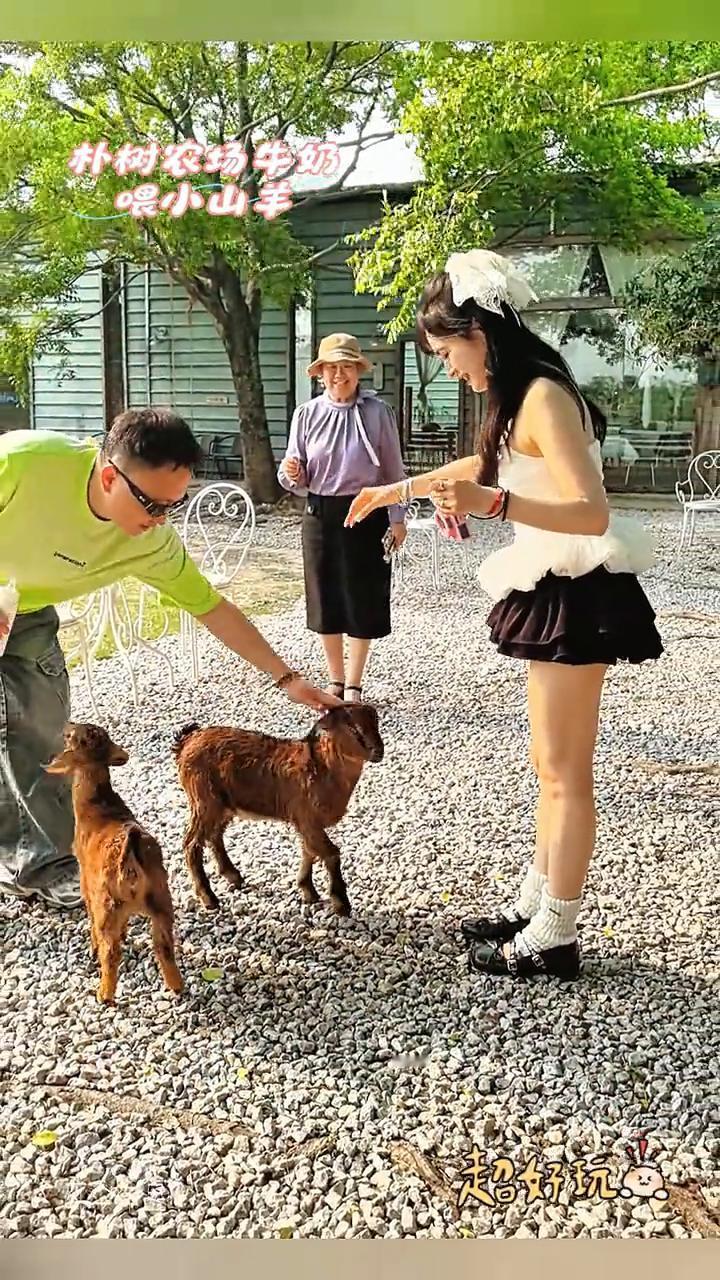 朴树农场牛奶喂小山羊，超好玩。
风伞作品。