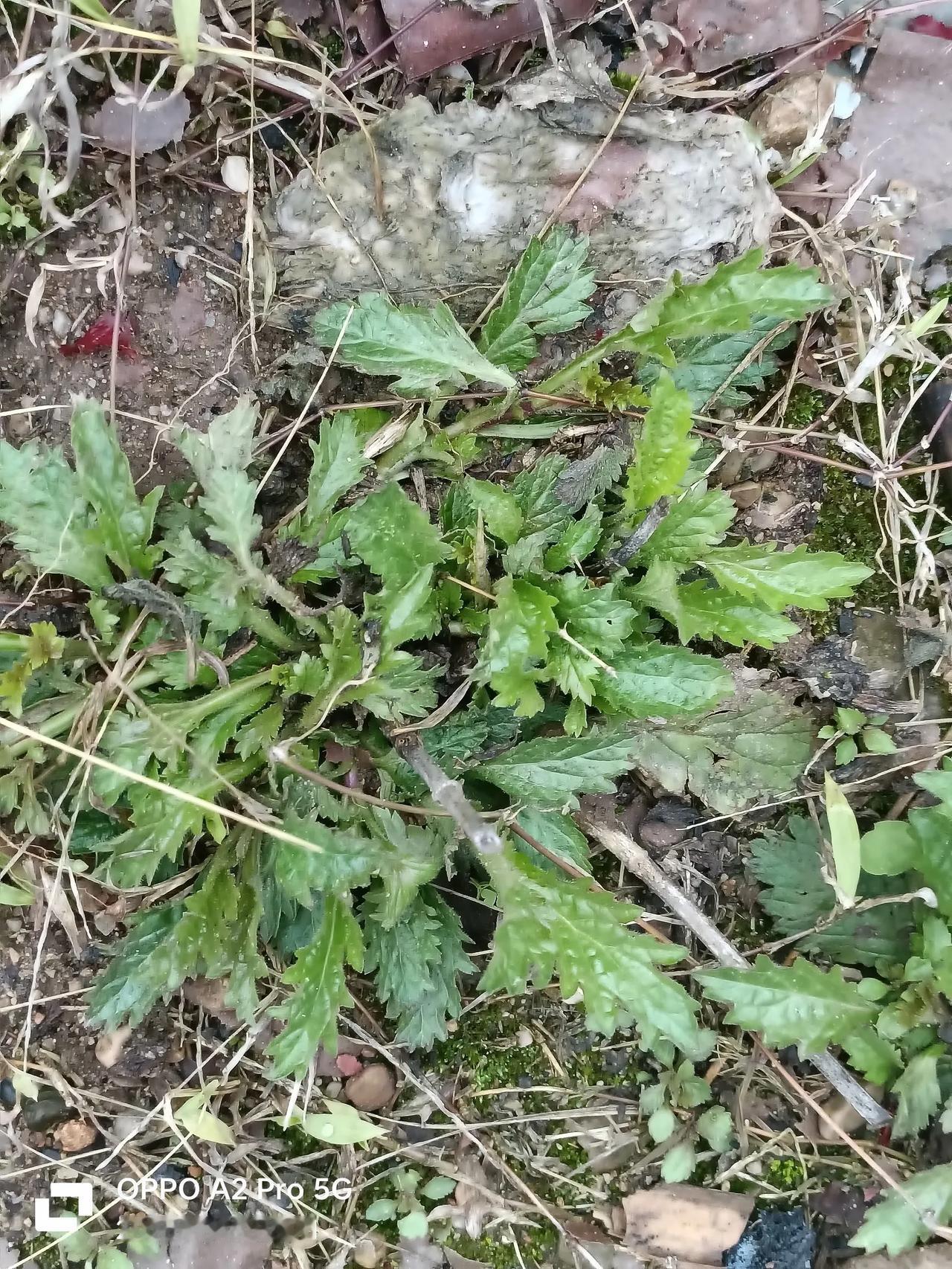 养鸡真的少不了马鞭草！效果真的扛扛的，这几天我们贵州还是挺累的，我买的是第一批鸡