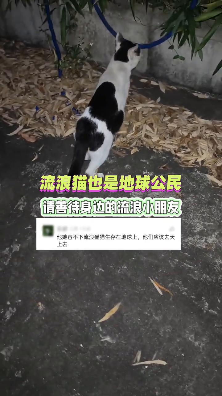 流浪猫也是地球公民，请善待身边的流浪小朋友。
它容不下流浪猫，猫生存在地球上，它