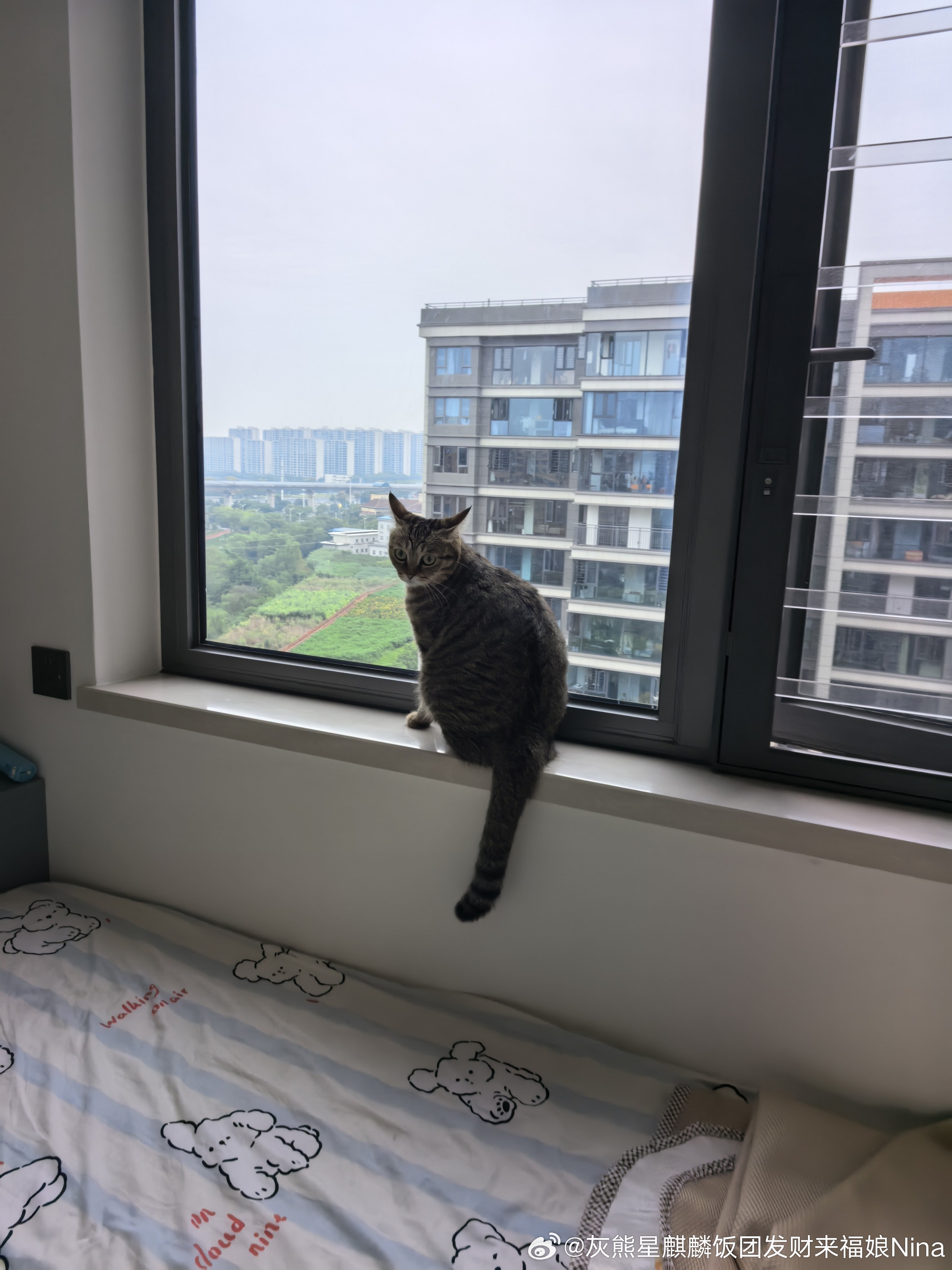 占据窗台的修猫[心]妮娜一家[超话]来福是只小狸花萌宠的日常 ​​​