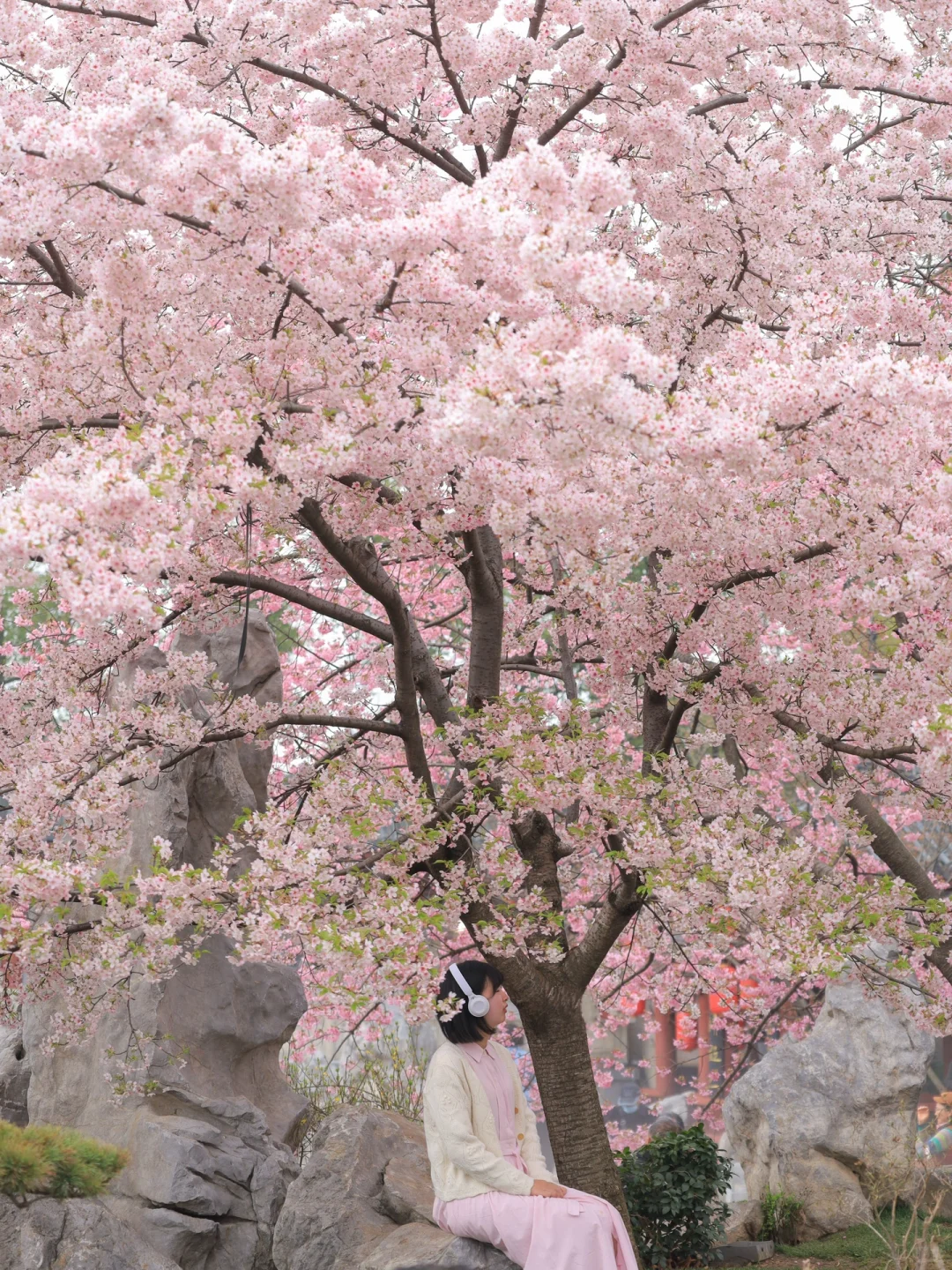 3.11东湖樱园实拍❗️粉色樱花开爆封神