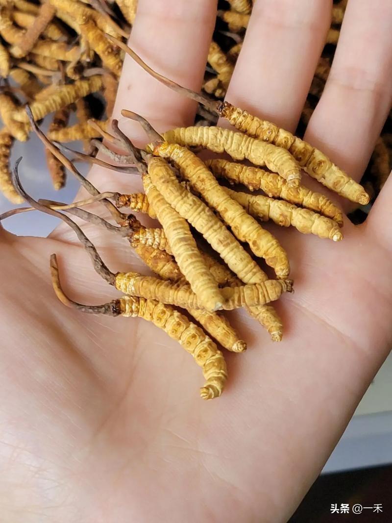 网购假虫草太坑人：胶水拼接、有毒冒充，年销20万根
 
今年3·15打假再爆猛料