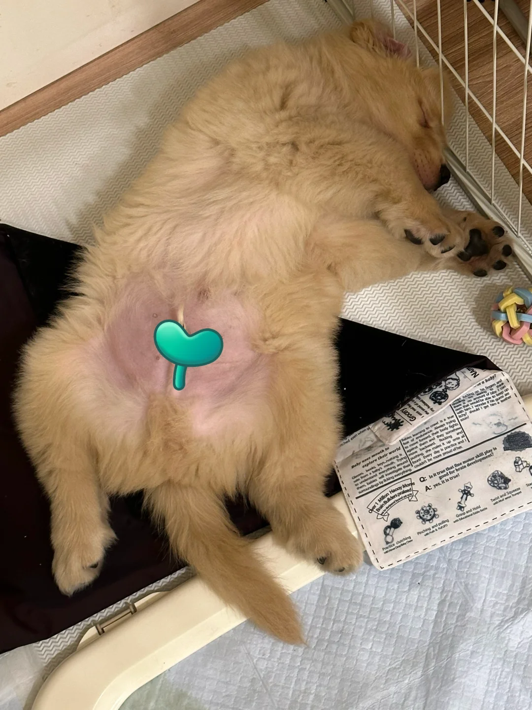 小金毛叫小鸡毛是真的因为有小鸡毛呀！