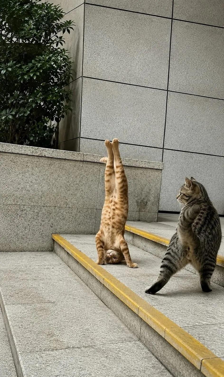功夫小猫 