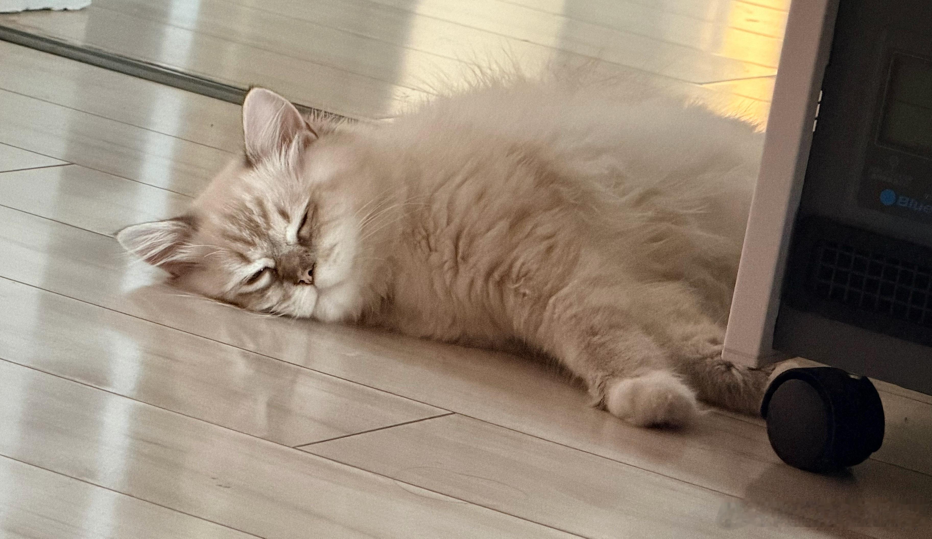 小猫居然分得清睡衣和出门衣服这个是真的，我们家猫妹妹都能分清楚，尤其每次我要出门