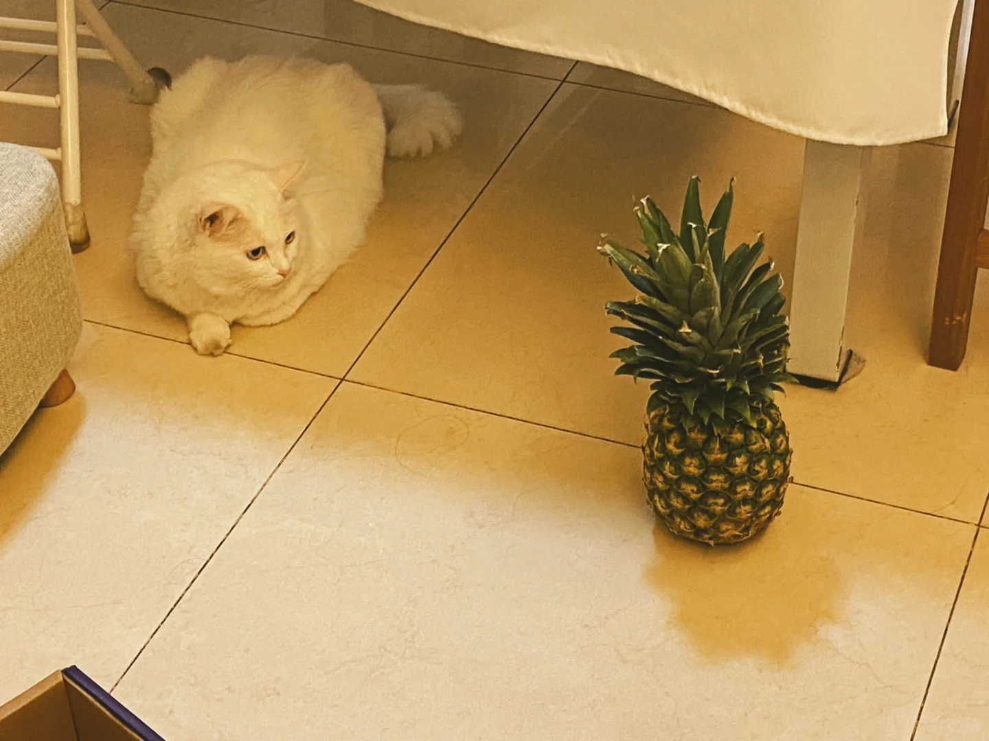 菠萝与猫