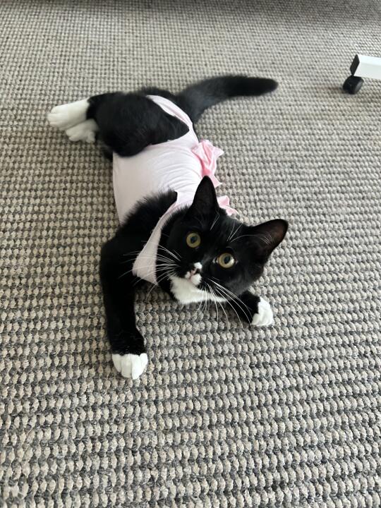 提前感受一下绝育服的约束