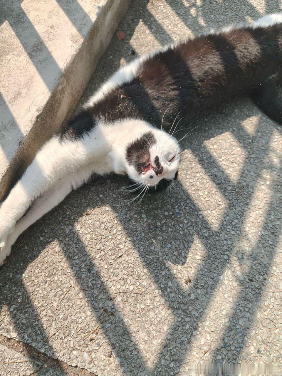 49498【丑猫】丑但是性格很好呀 爱上早八爱上高数课的一枚小猫 