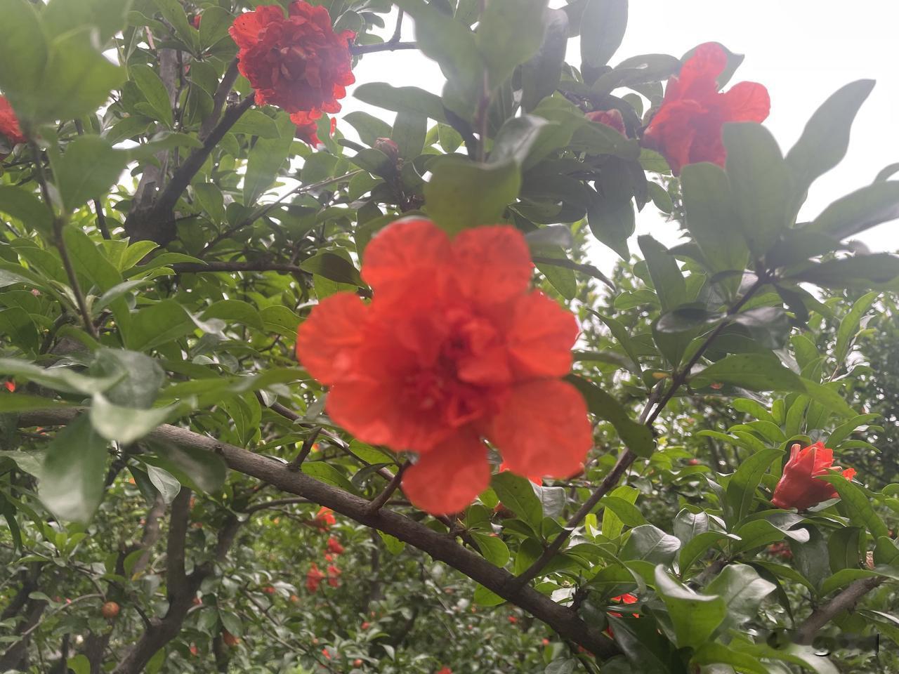【西江月•苦楝生花夏至】
苦楝生花夏至，浮萍点水春消。
流莺不语燕逍遥，月季蔷薇