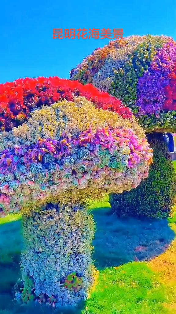 昆明花海美景。