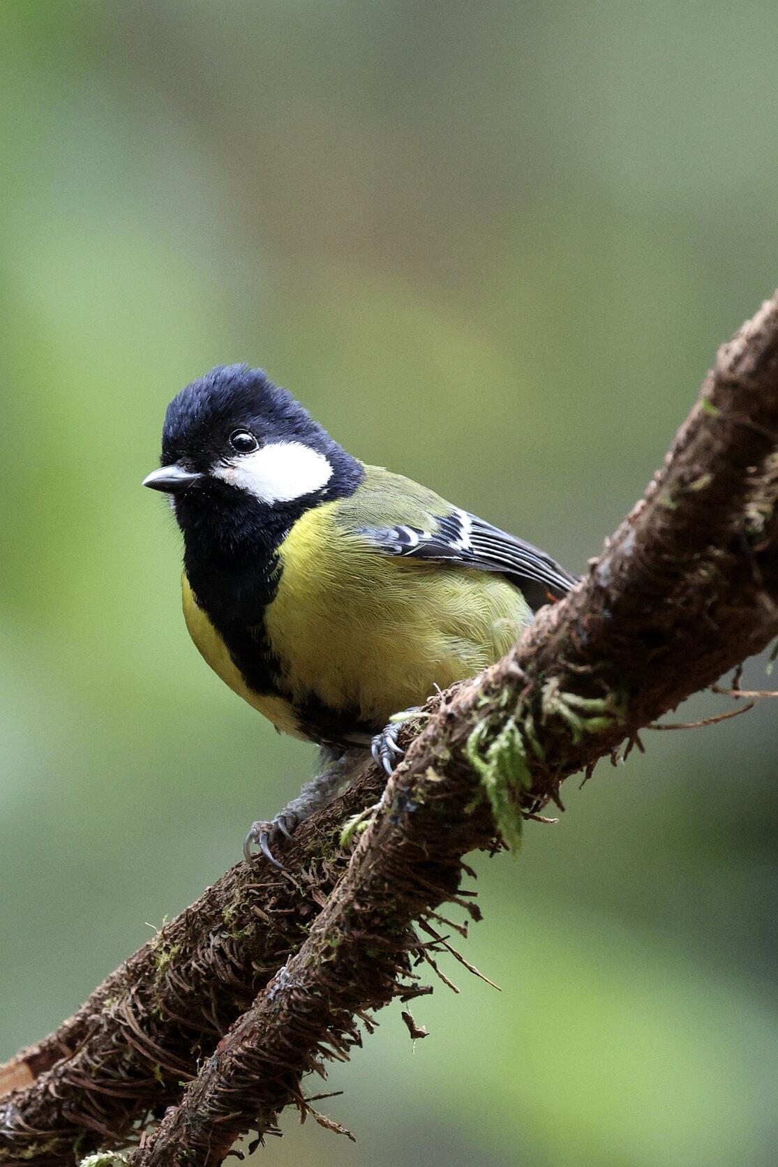 绿背山雀姿摆pose‌我拍啦