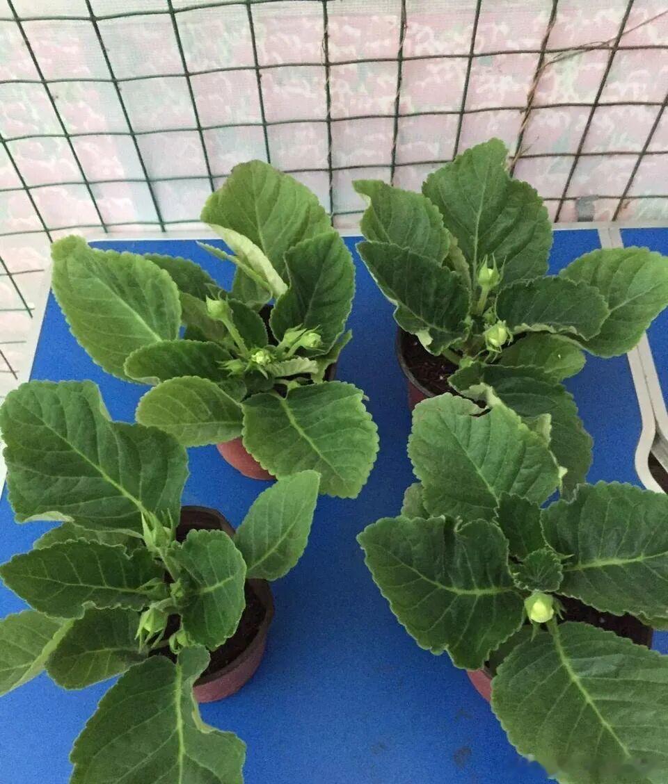 今天分享下大岩桐。养好大岩桐，其实不必用太大的花盆，因为它的根系本来就没有多少，