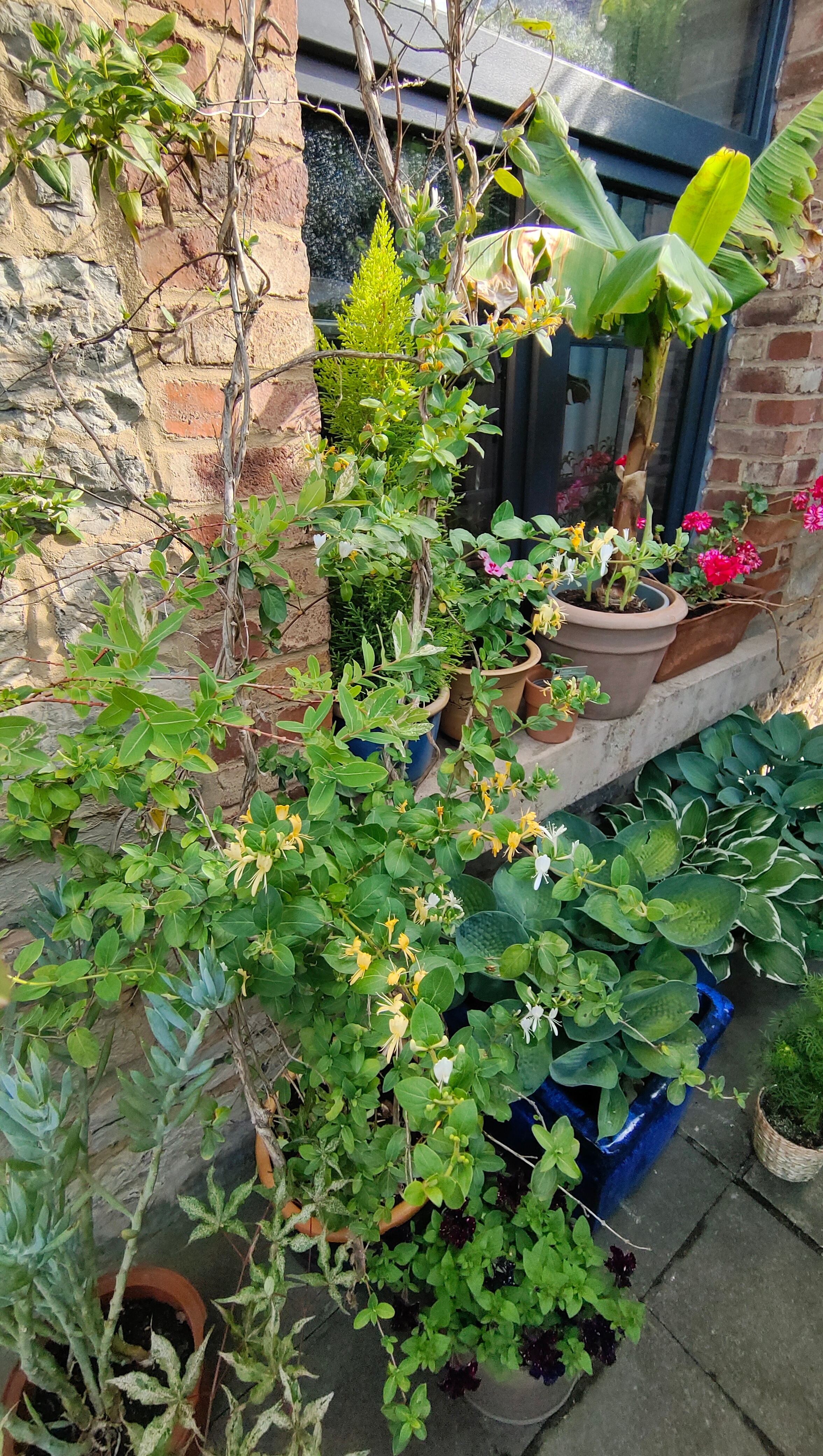 小菜棚里的菜长大了一圈，超市买的香菜分三丛种下也已经固定。图4大黄母株根部剥下来